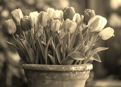 Szary + Sepia