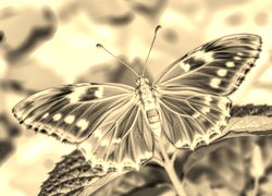 Sepia + Negatyw
