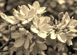 Szary + Sepia
