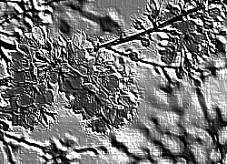 Skamielina