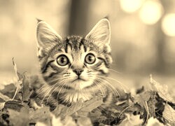 Szary + Sepia