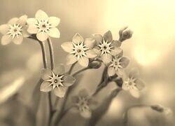 Szary + Sepia
