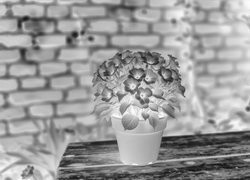 Szary + Negatyw