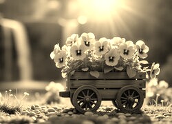 Szary + Sepia