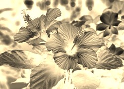 Sepia + Negatyw
