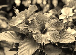 Szary + Sepia