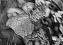 Skamielina