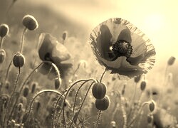 Szary + Sepia