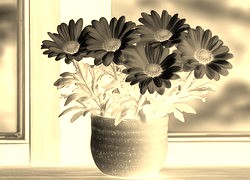 Sepia + Negatyw