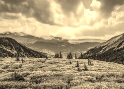 Szary + Sepia