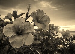 Szary + Sepia
