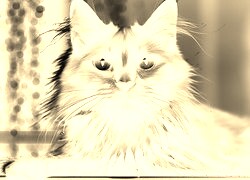Sepia + Negatyw