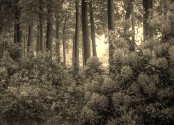 Szary + Sepia