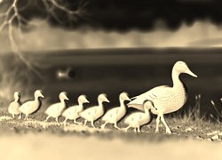Sepia + Negatyw