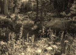 Sepia