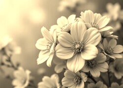 Szary + Sepia