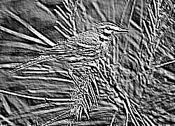 Skamielina