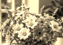 Szary + Sepia