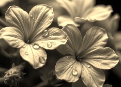 Szary + Sepia
