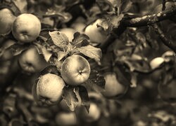 Szary + Sepia