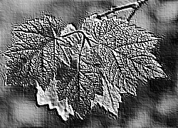 Skamielina