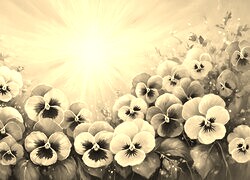 Szary + Sepia