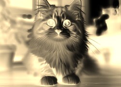 Sepia + Negatyw
