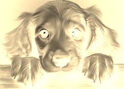Sepia + Negatyw
