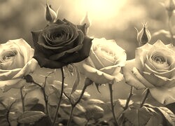 Szary + Sepia