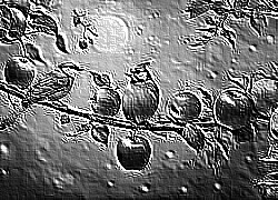 Skamielina