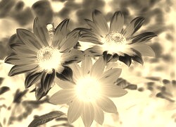 Sepia + Negatyw