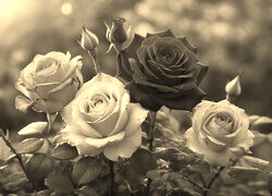 Szary + Sepia