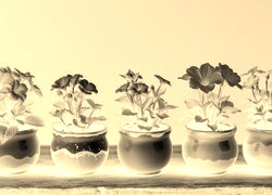 Sepia + Negatyw