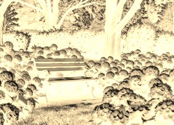 Sepia + Negatyw
