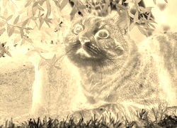 Sepia + Negatyw
