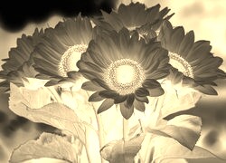 Sepia + Negatyw