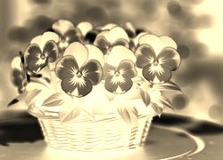 Sepia + Negatyw