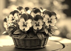 Szary + Sepia