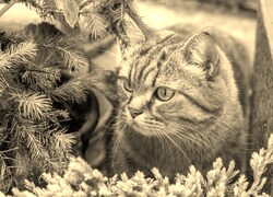 Szary + Sepia