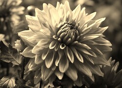 Szary + Sepia