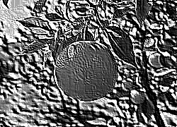 Skamielina