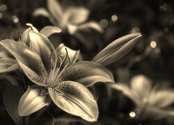 Szary + Sepia