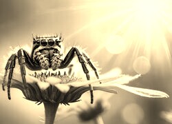 Szary + Sepia