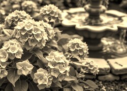 Szary + Sepia