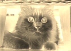 Sepia + Negatyw