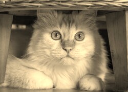 Szary + Sepia