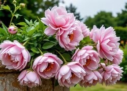Oryginalny obrazek