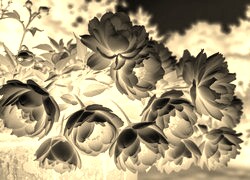 Sepia + Negatyw