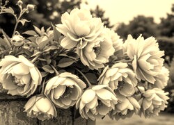 Szary + Sepia