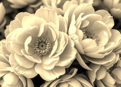 Szary + Sepia